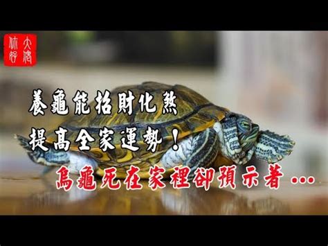 養烏龜方位|【財位養烏龜】黃緣龜招財改如何擺放 